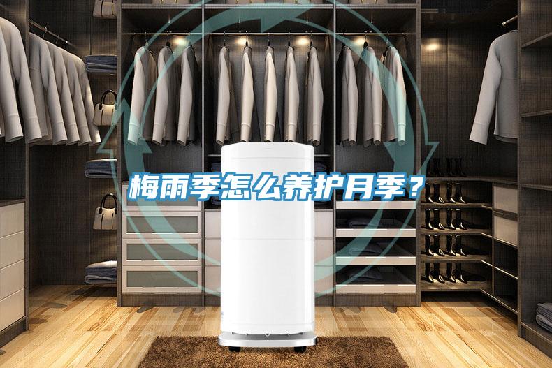 梅雨季怎么養護月季?