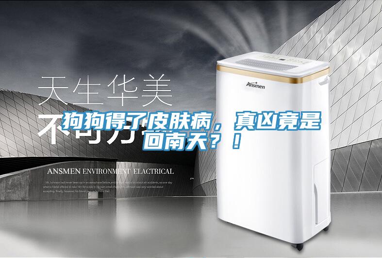 狗狗得了皮膚病，真兇竟是回南天？！