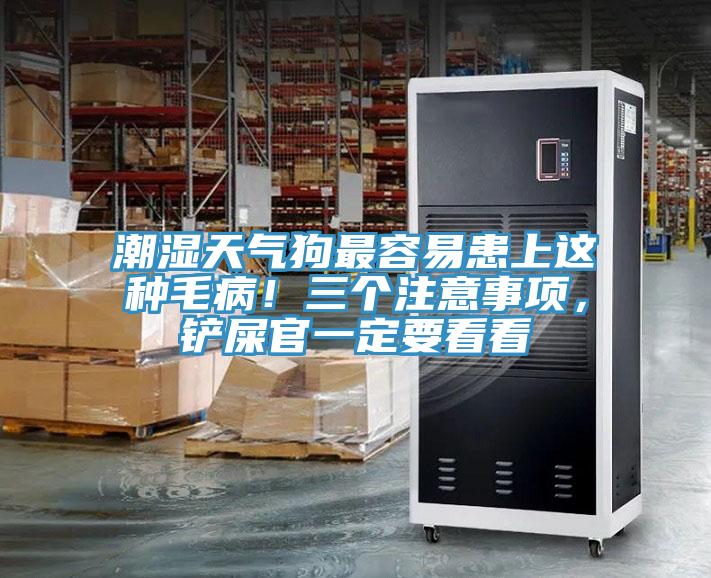 潮濕天氣狗最容易患上這種毛病！三個注意事項，鏟屎官一定要看看