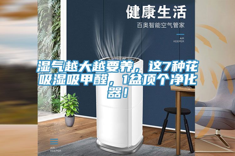 濕氣越大越要養，這7種花吸濕吸甲醛，1盆頂個凈化器！